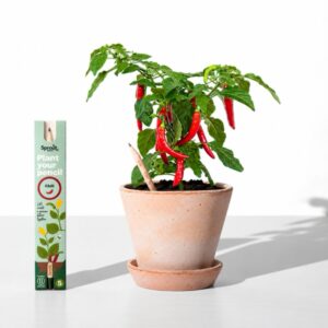 Tužka se semínky Sprout - chilli